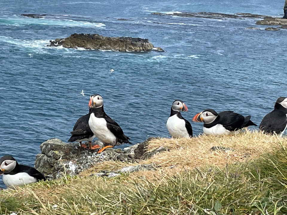 Puffins